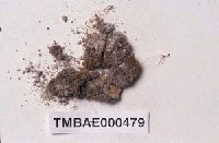 藏品(長蒴苔)的圖片